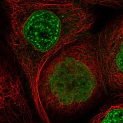 SIPA1L3 Antibody, Novus Biologicals 25 &mu;L, Unlabeled:Antibodies, Polyclonal